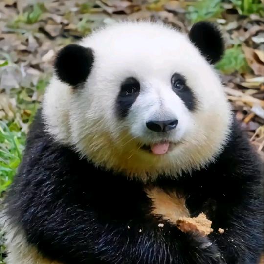 杨先生您好
