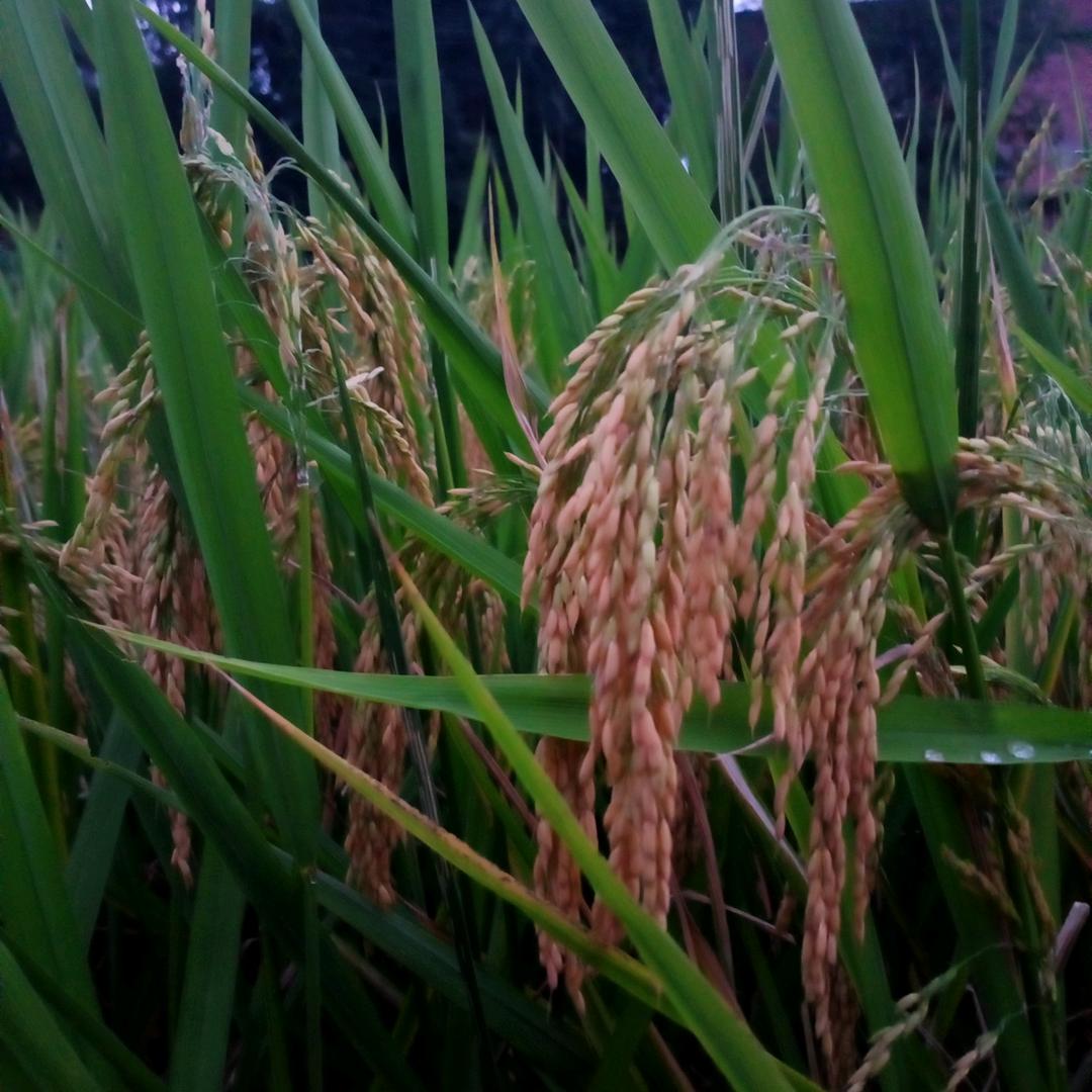 高济东升陈东梅