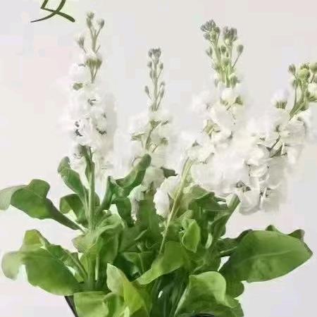 洁宝贝