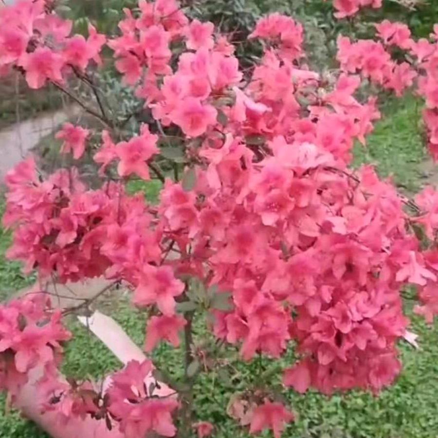 李老板