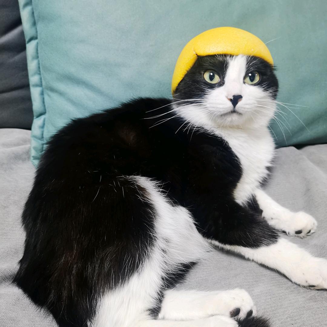 电动小马达