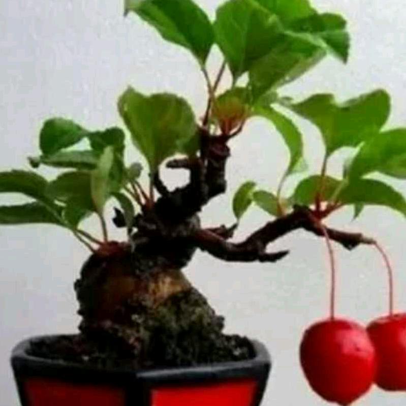 会姐姐