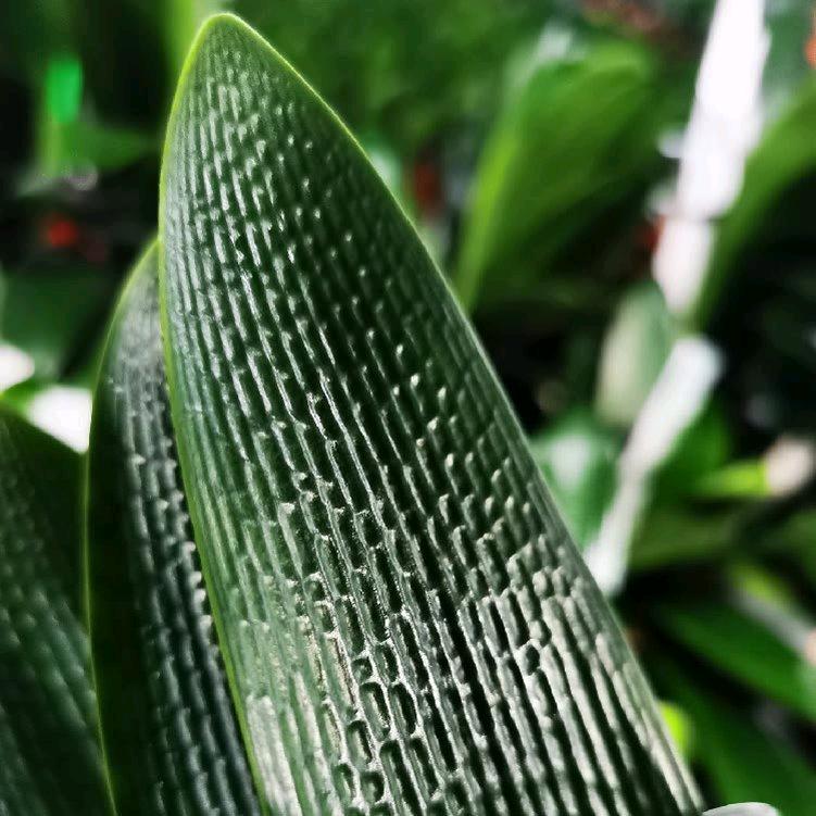 长春君子兰小沈