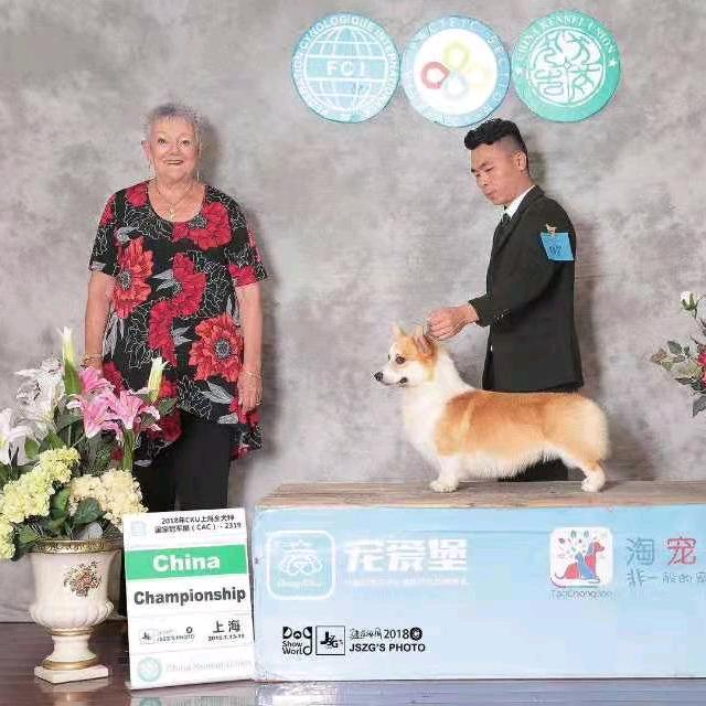 大腕家的柯基犬