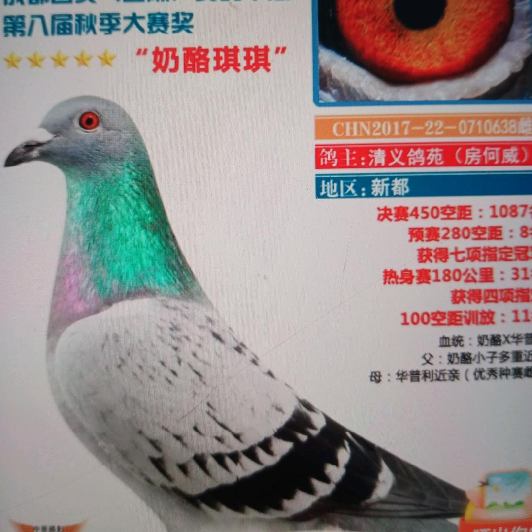 大棚天落鸟