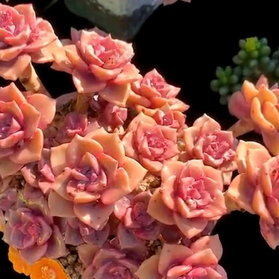 燕子精品多肉植物