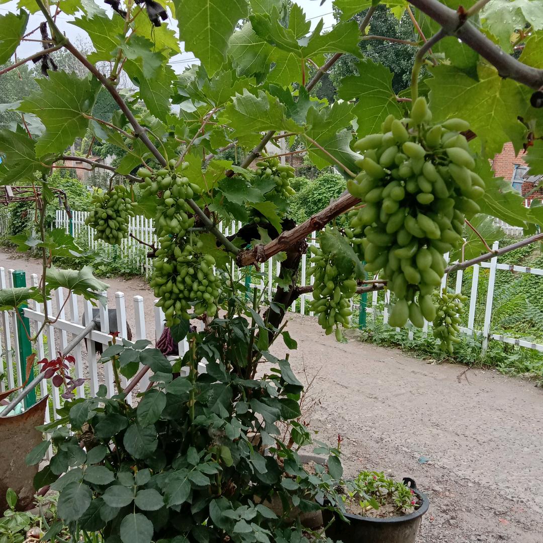 早晨的太阳