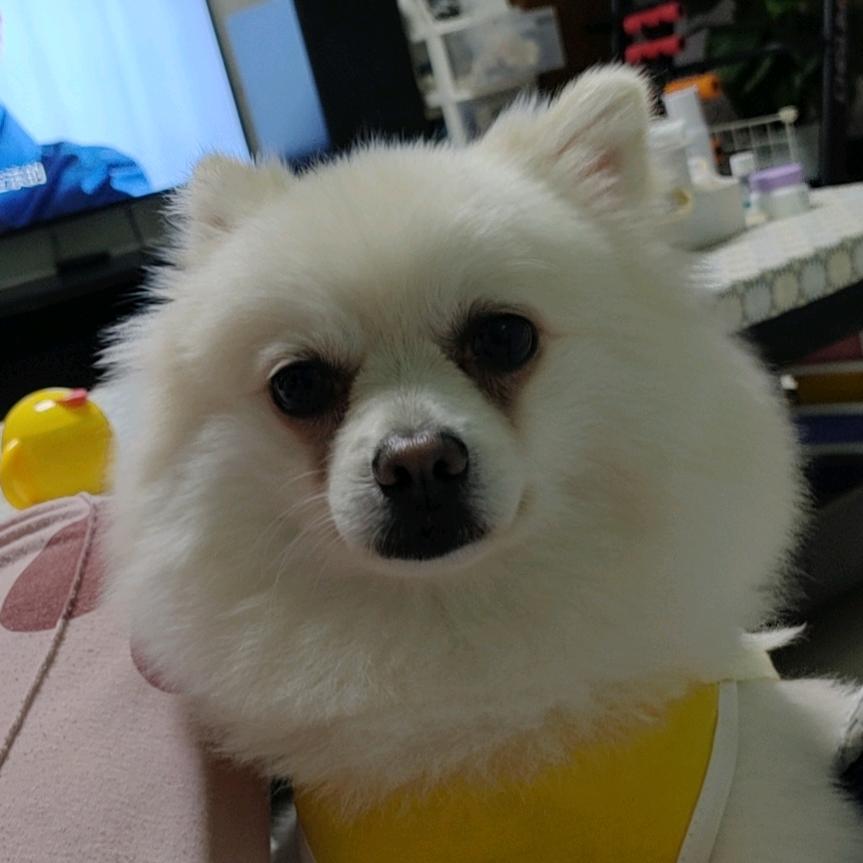 叶知秋