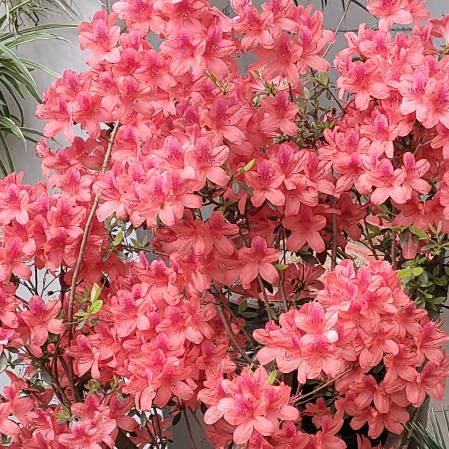 向阳花开《闫》