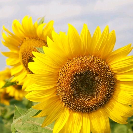 向阳花🌻(脑出血康复)