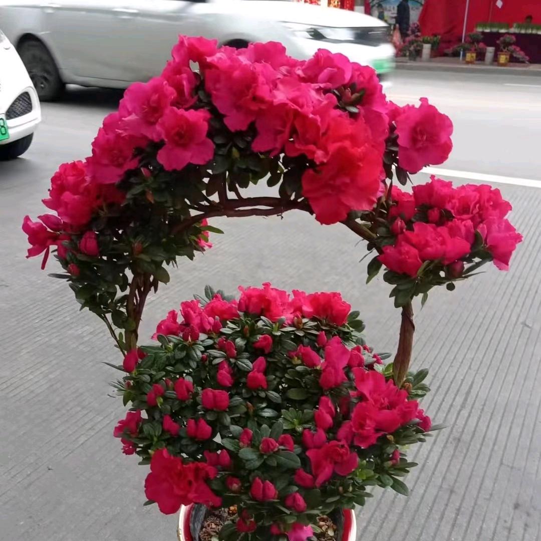 益辉杜鹃造型花园