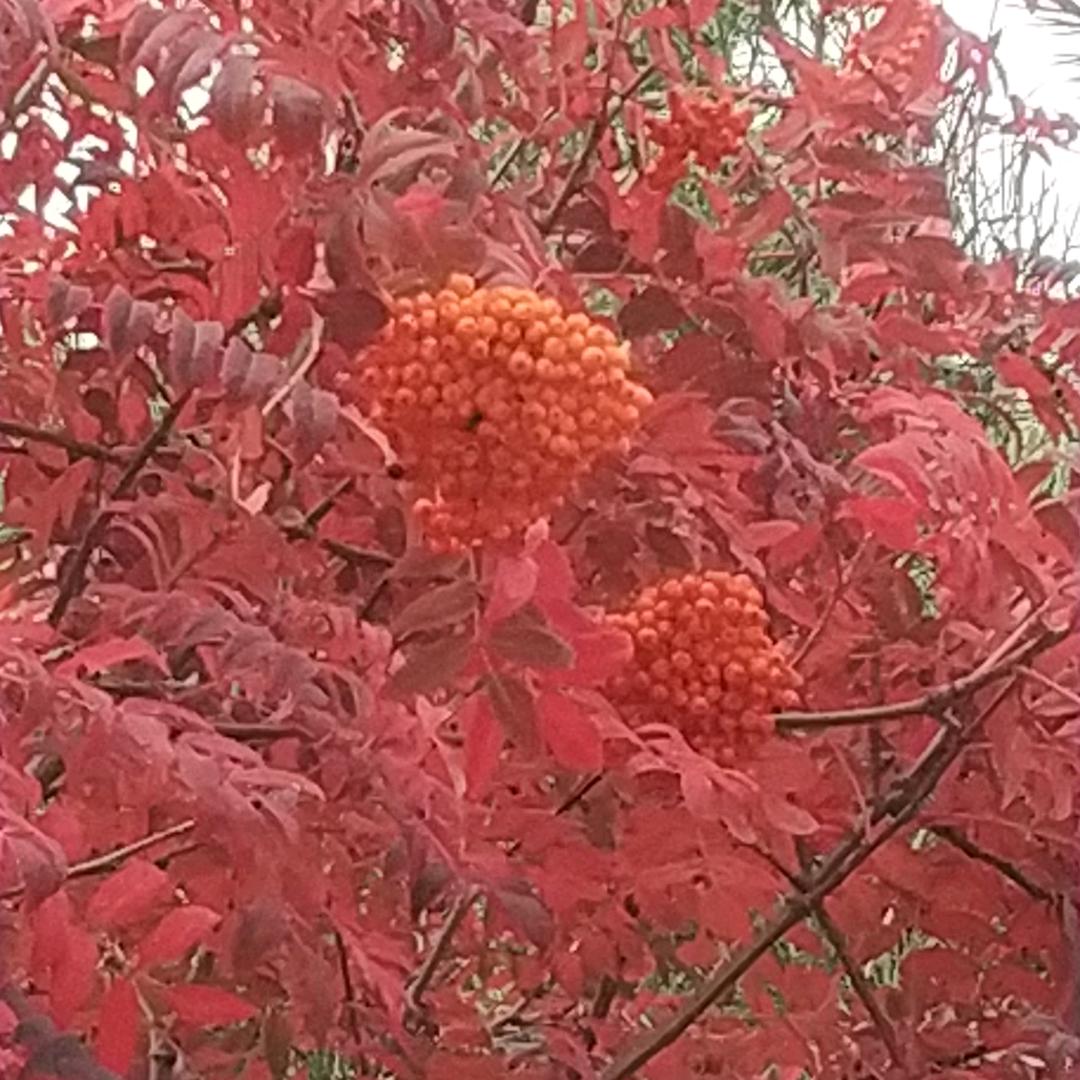 晗煜