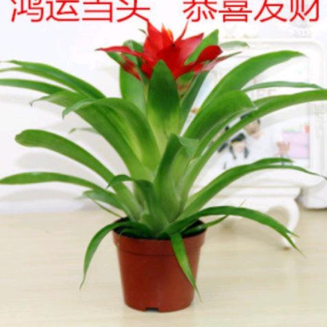 强哥_888888