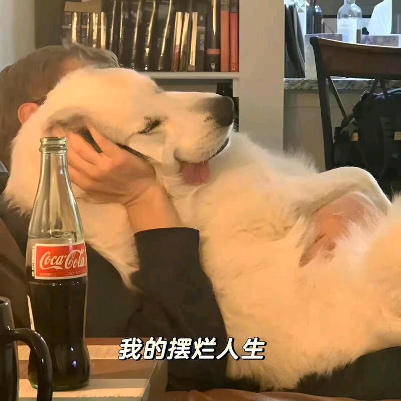 安于本命