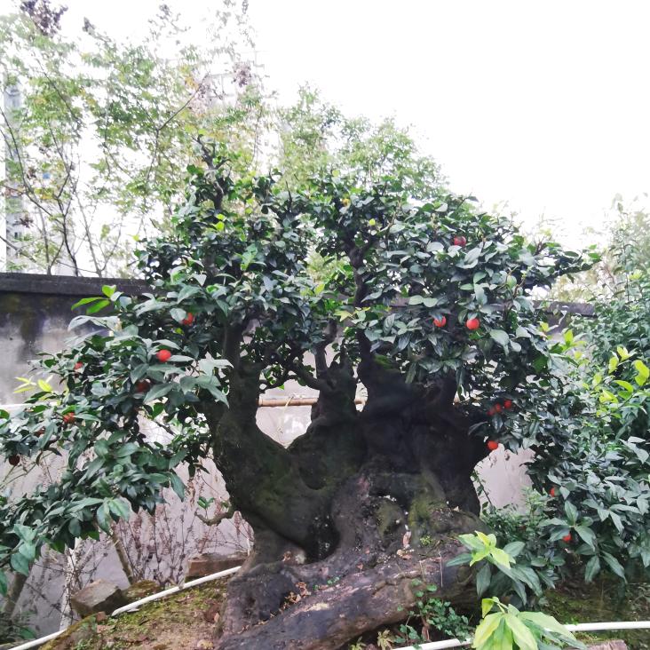盆景素材金弹迷
