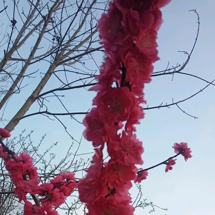 花开花落……