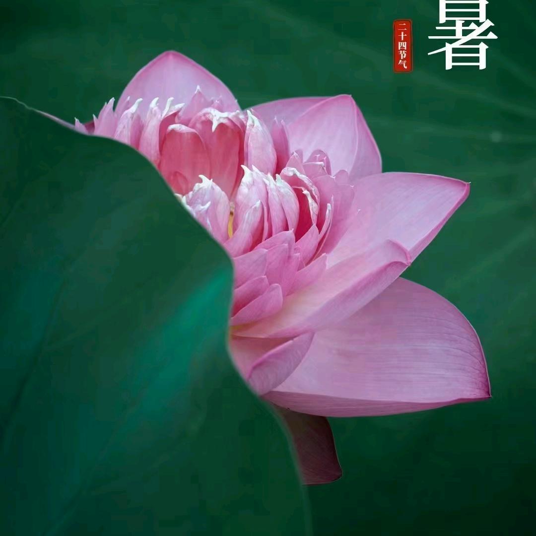 阳阳的洋洋
