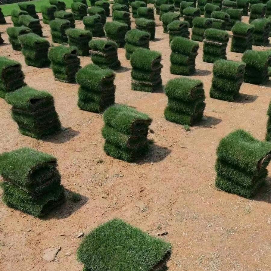 吉安市吉宝草皮种植与销售