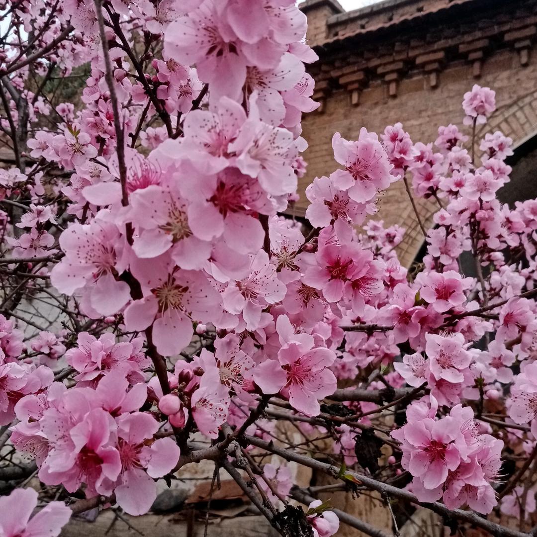 雪莲花