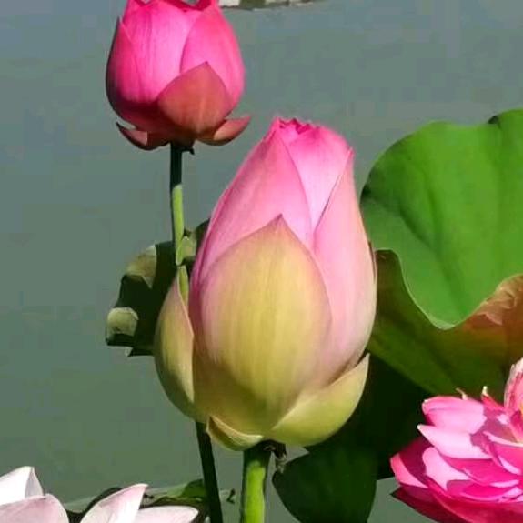 小白杨
