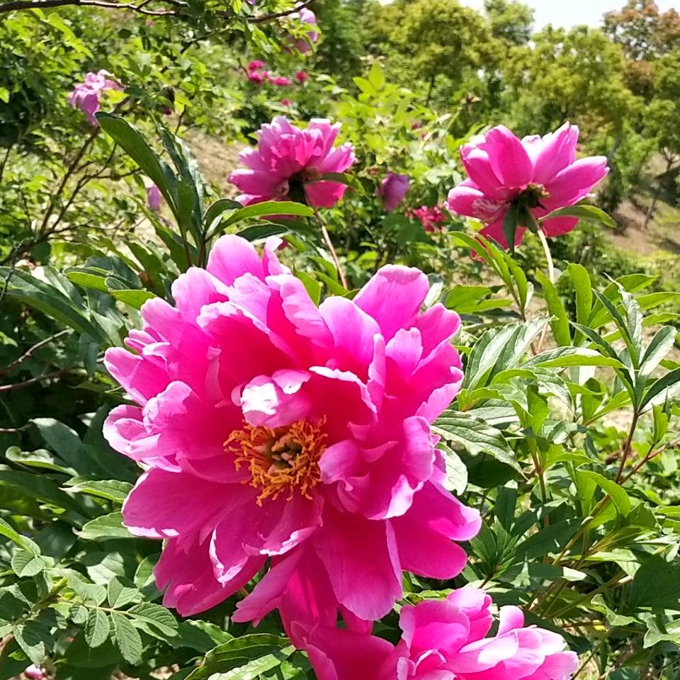 AA随缘