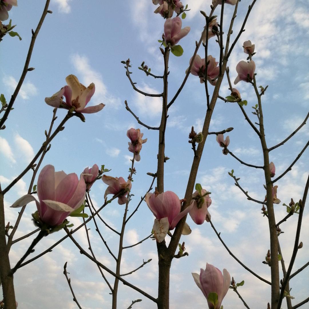做一个坚强的女人（拒私聊）