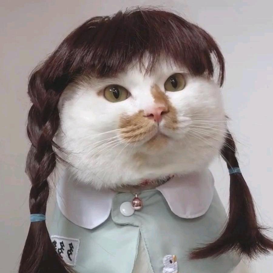 🌈骑鱼的猫～