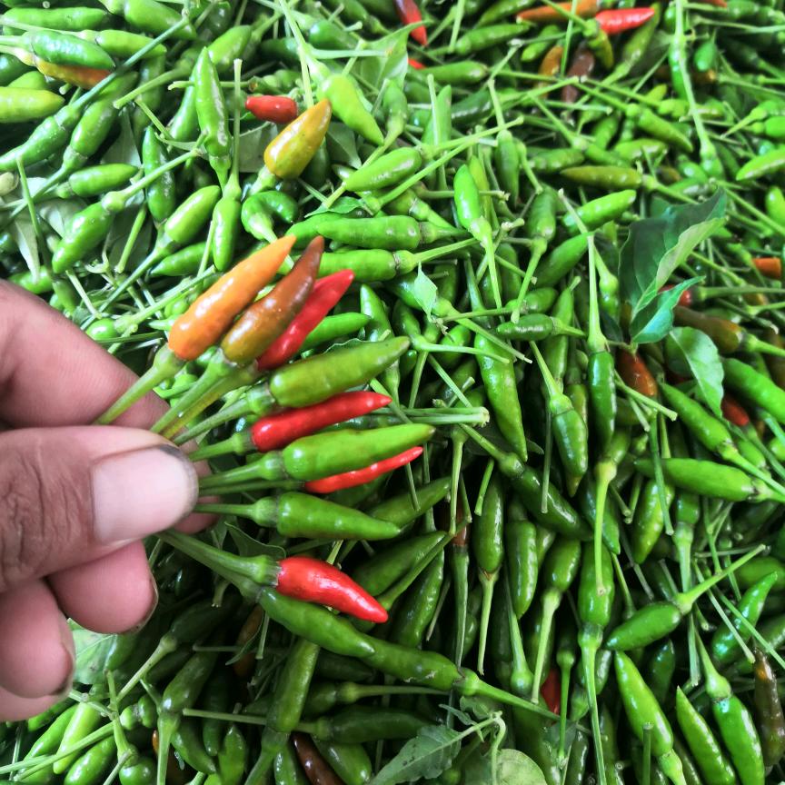 云南小雀辣椒 雀屎辣