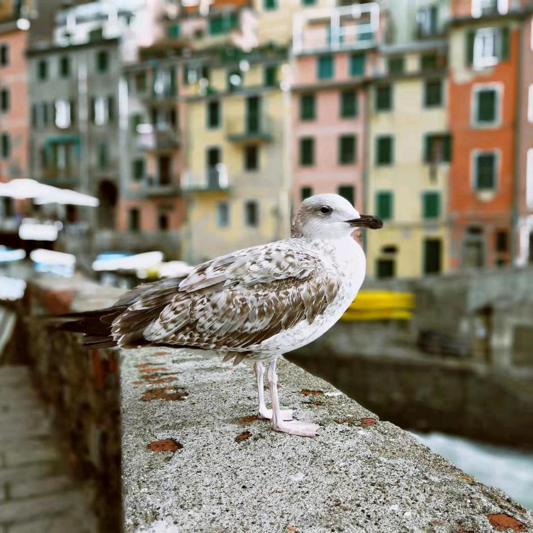 ヾ(*Ő౪Ő*)刘家茹凉(*^ω^*)