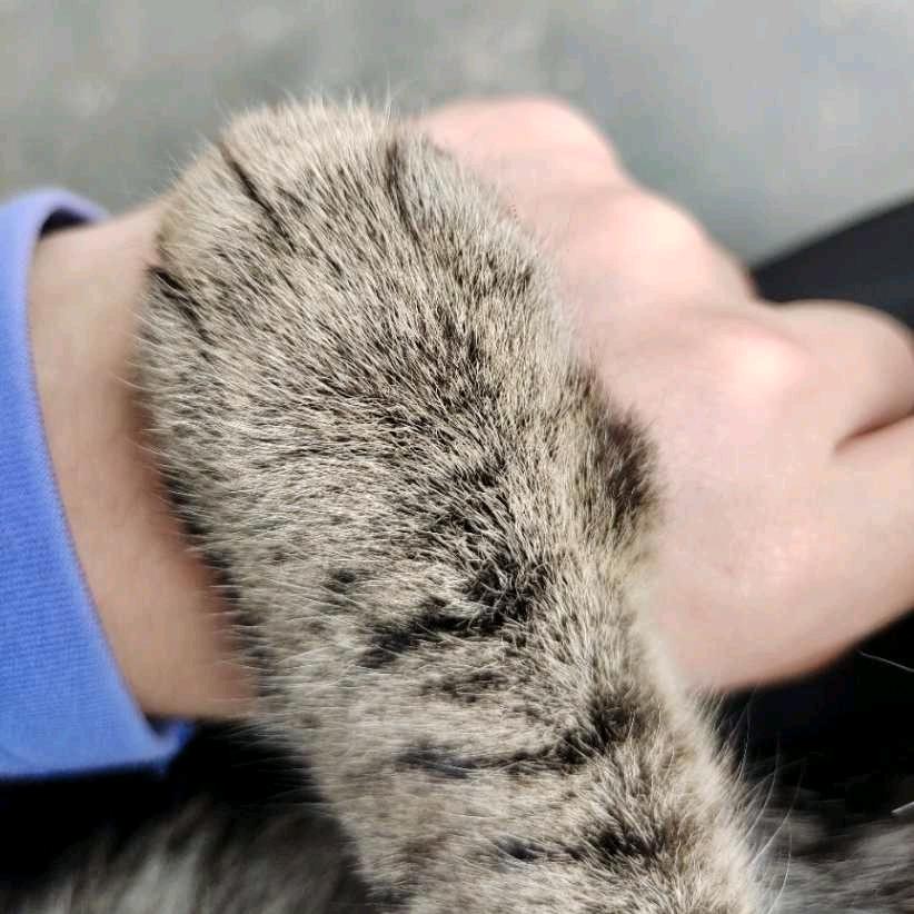 子琴