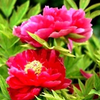 桂花姐姐爱跳舞🌹🌹🌹