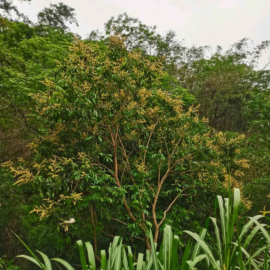 小伟
