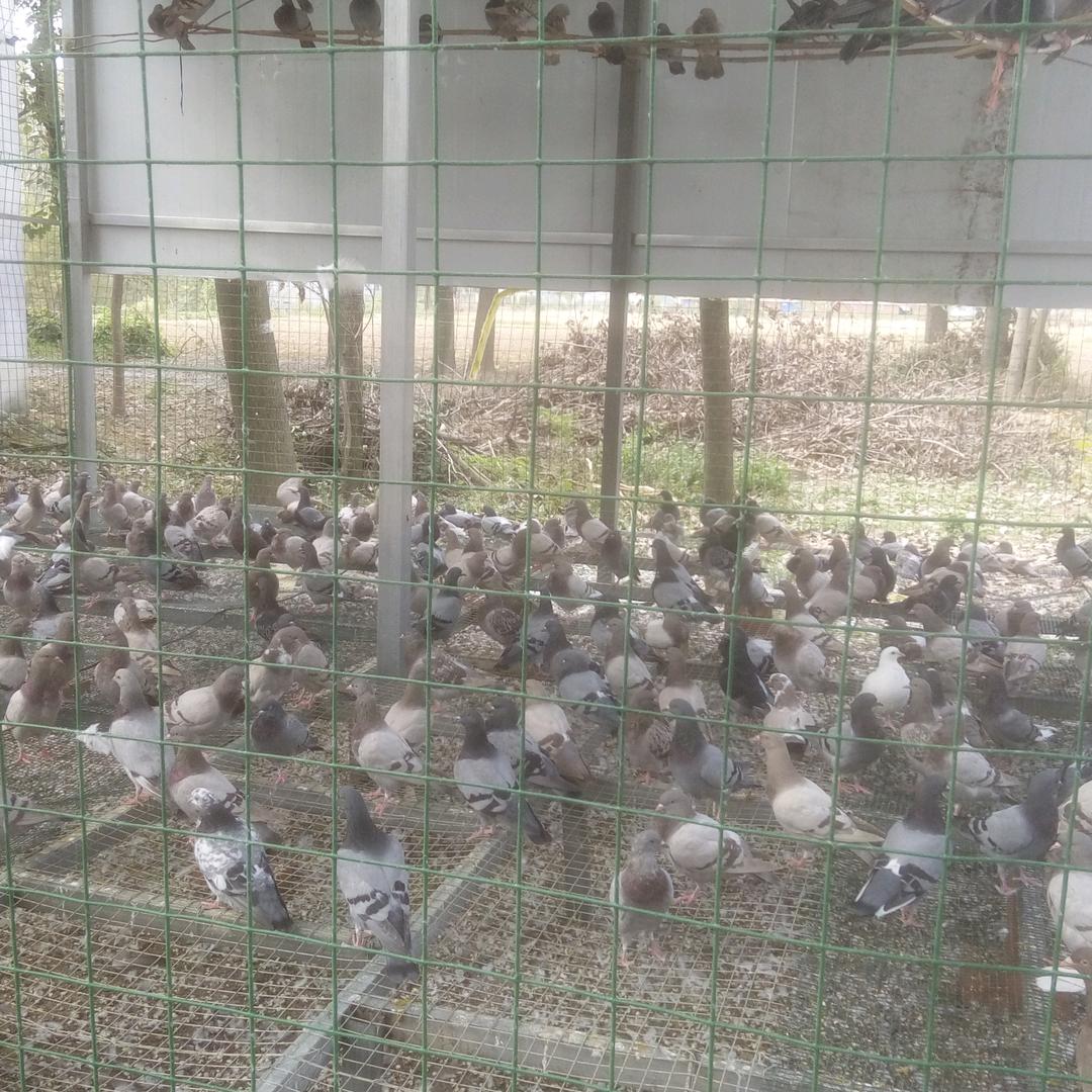 黄岭冯营鸽哥