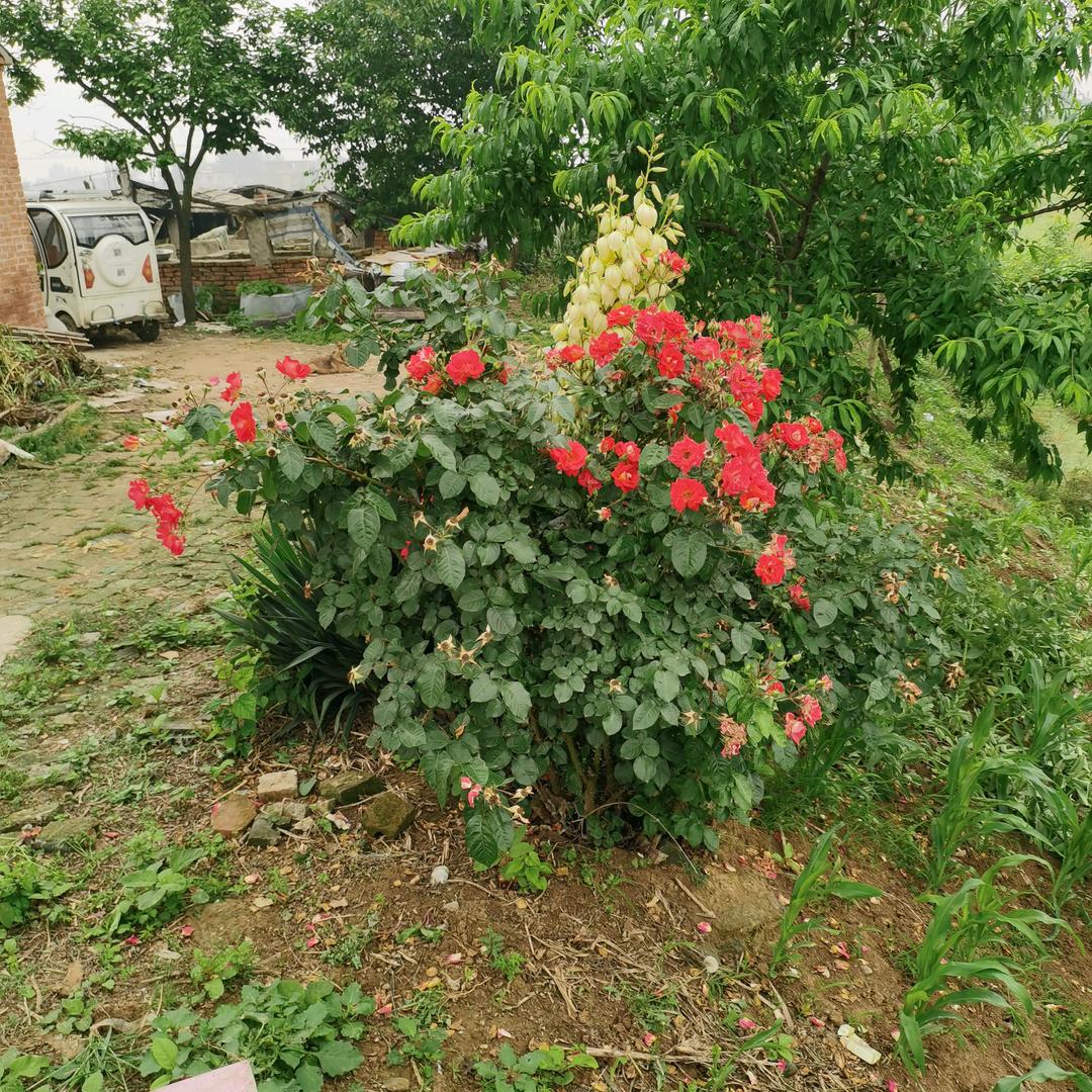 梁🌋辰🌅美🌄景