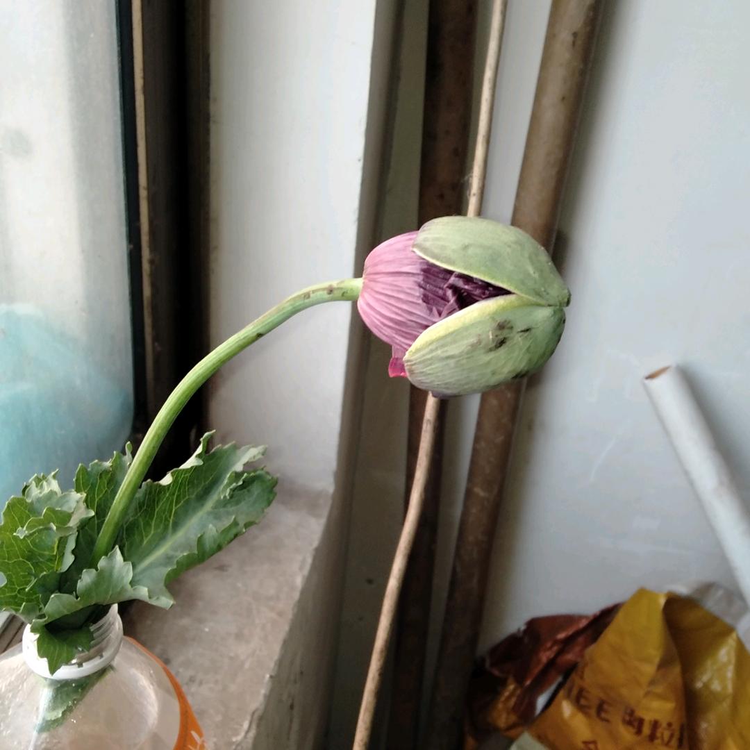 专业拆迁