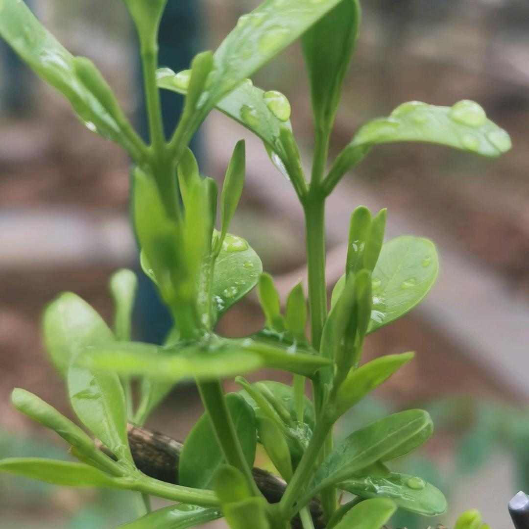 方家花园（橱窗有好物）
