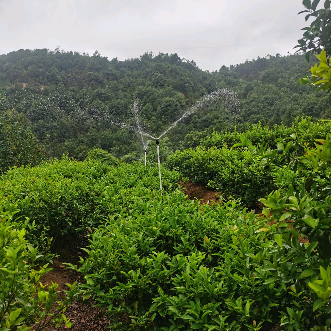 《兴旺达》高山云雾茶