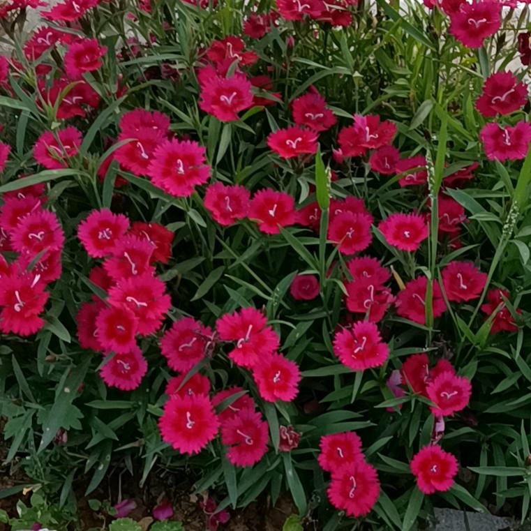 荷花🌸