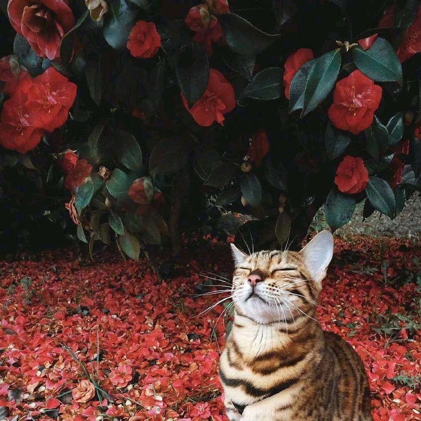云爱猫头像