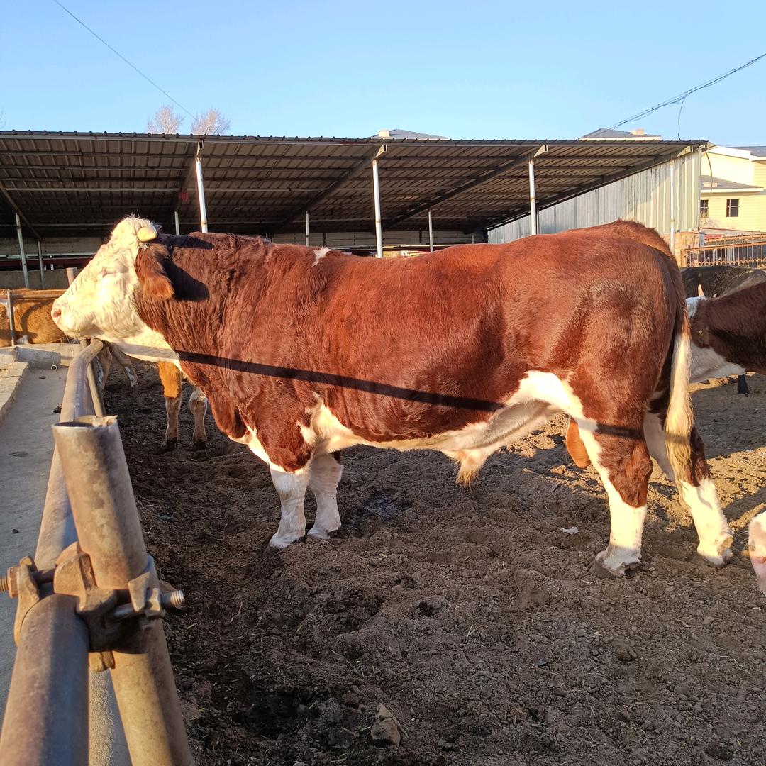 益阳养牛人👉贺麟👈