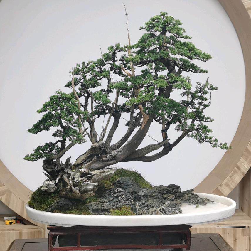 花心思盆景