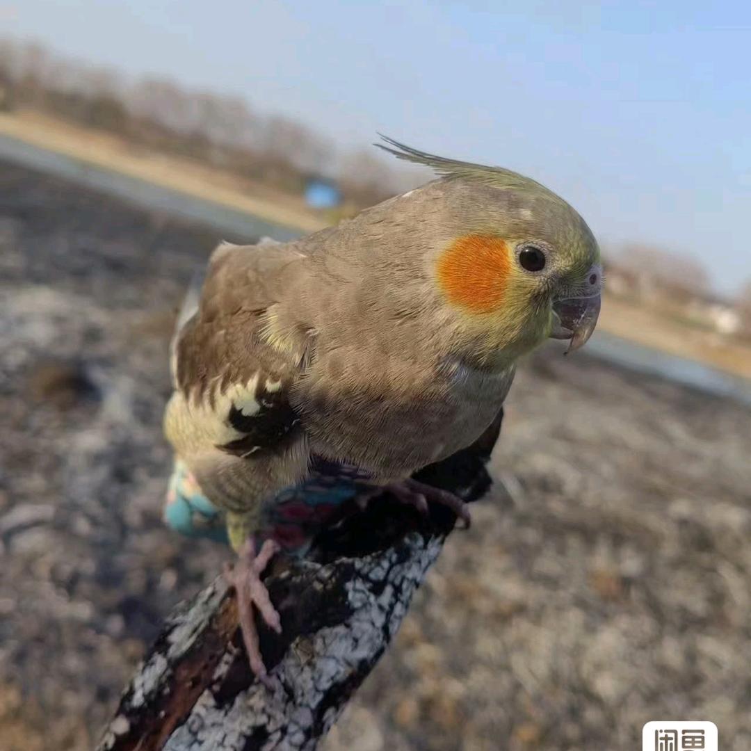 江苏海安  特色鹦鹉养殖