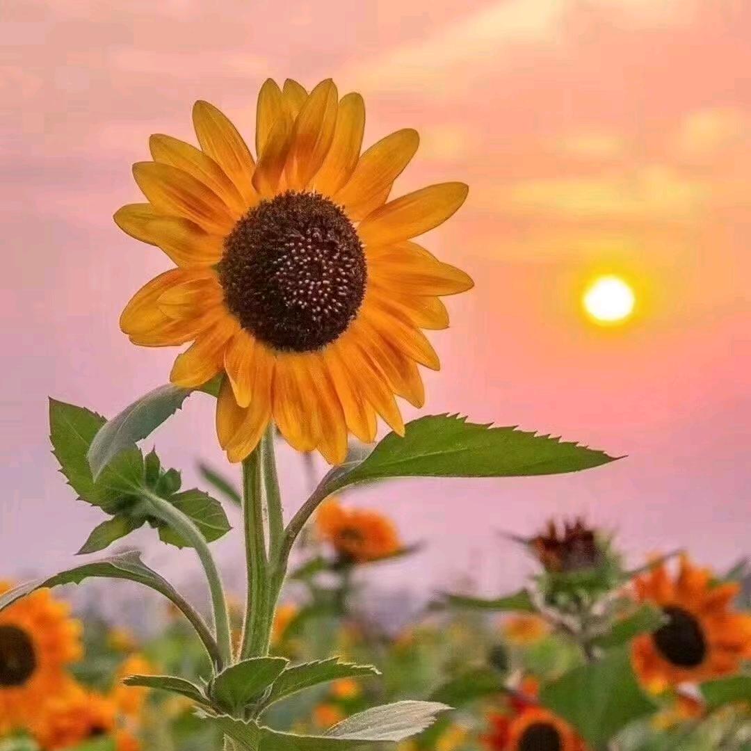 豆王爷（现切炸薯）