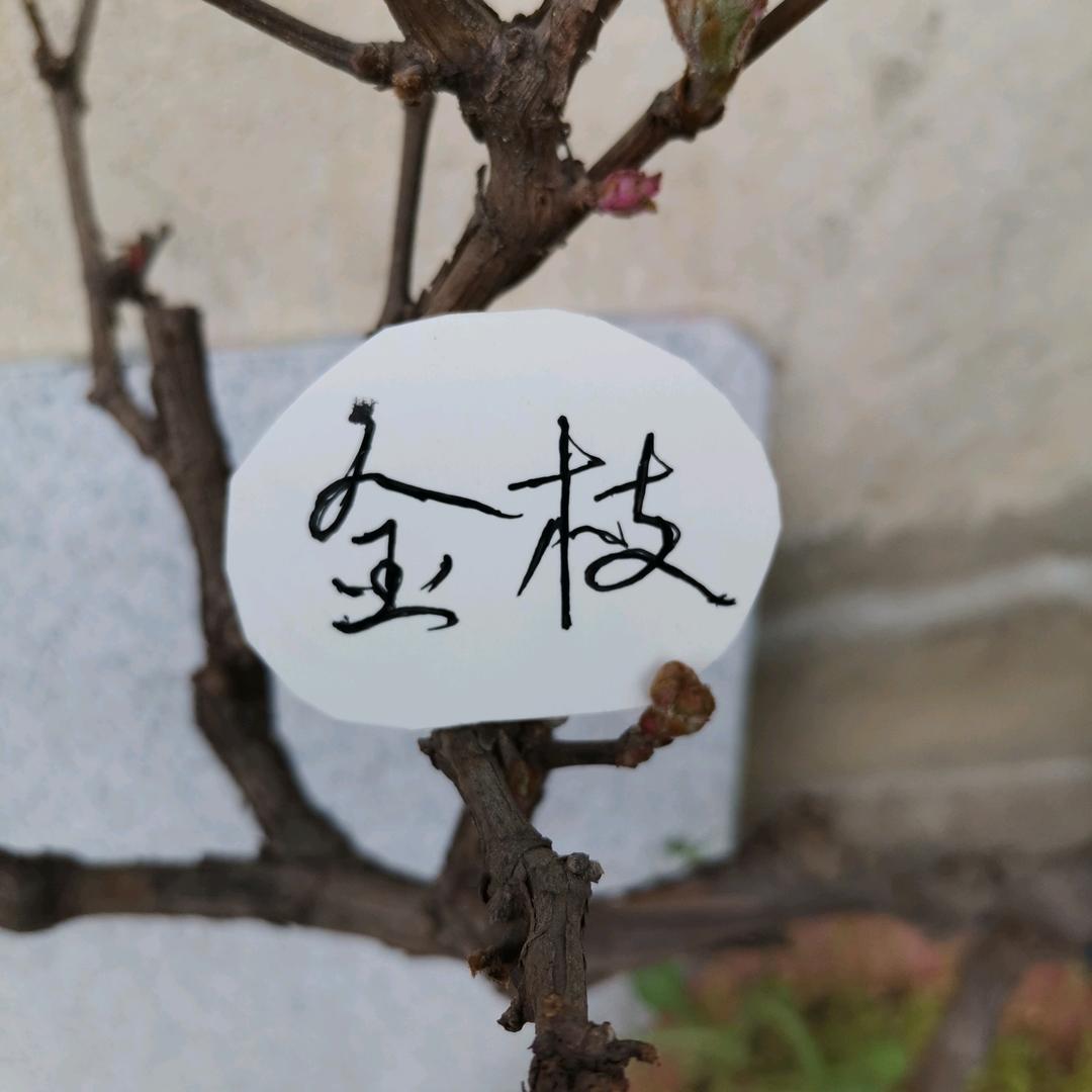 金枝
