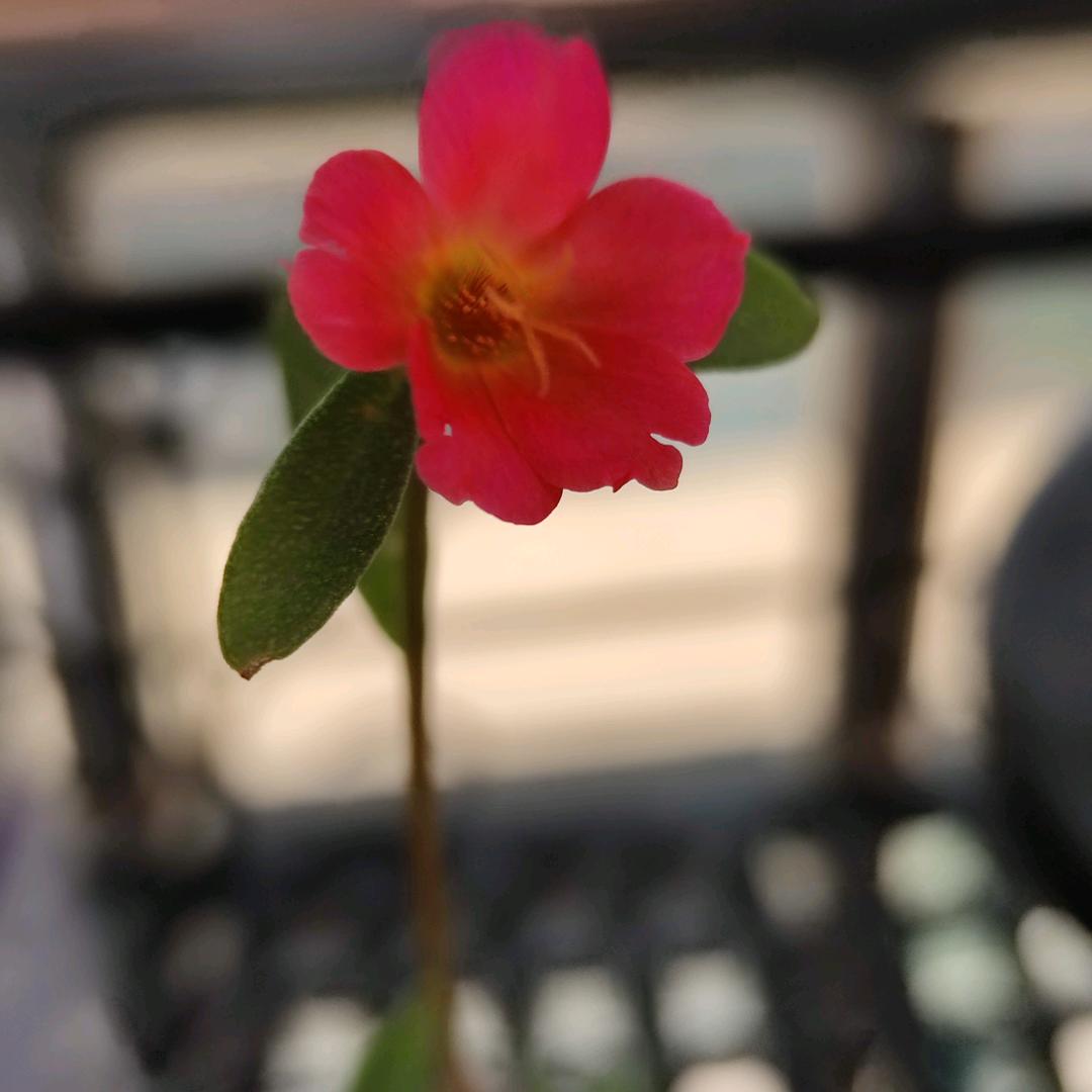 美芽儿