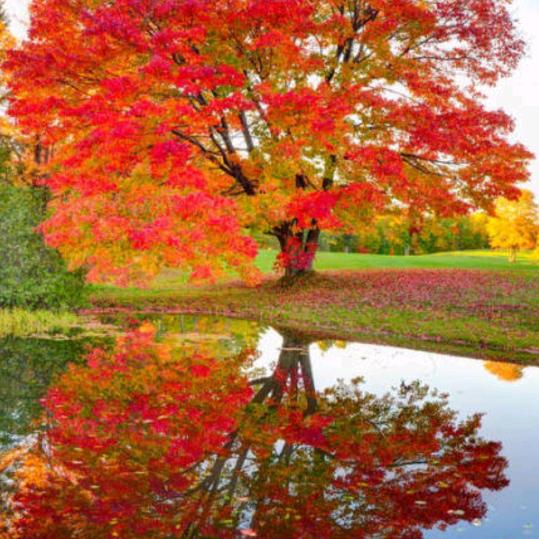 金秋红叶