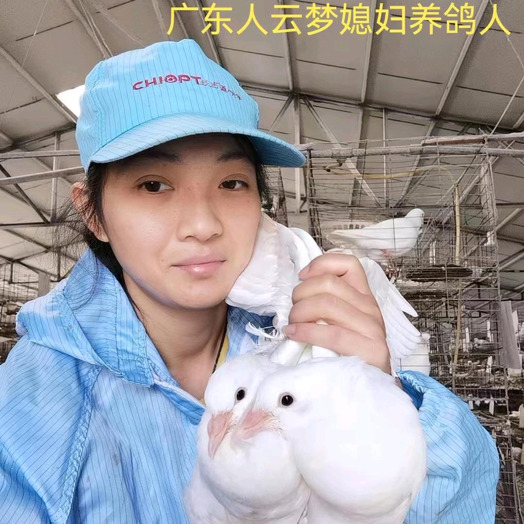 广东人云梦媳妇养鸽人
