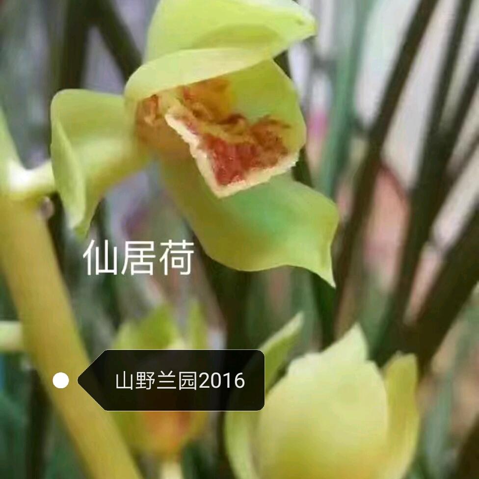 仙居山野（仙居荷）兰园