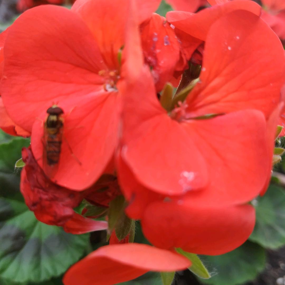 苹果