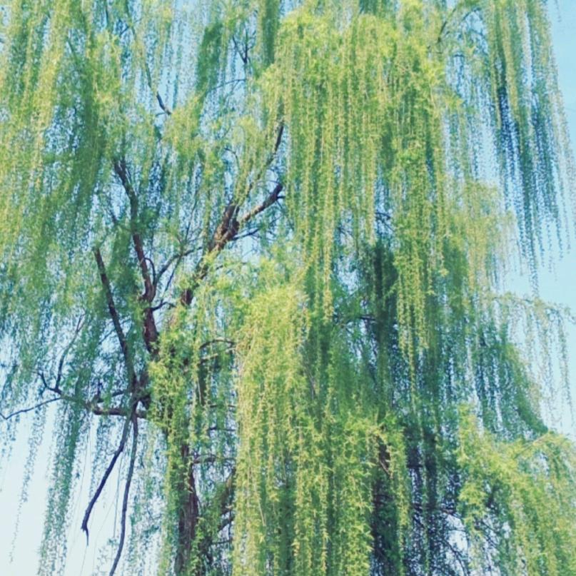 赵赵有个梦